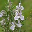 로즈마리 이미지