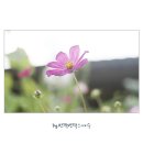 꽃의나라 이미지