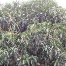 진공농장 이미지