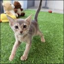 광주 강아지분양 고양이분양 어반펫 광주본점 이미지