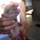 [윤회실화] 돼지 몸에 사람손으로 환생한 이야기 이미지