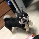 디오펫샵 이미지