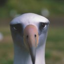 알바트로스 이미지