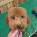 오토케이쥐