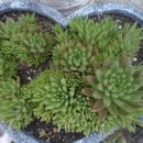 새벽농장 이미지