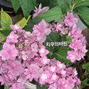 이쁜여우 이미지
