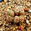 코노코노 이미지