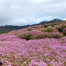 블랙야크 명산100 어게인 황매산(꽃구경) 이미지