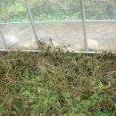 민들레농장 이미지