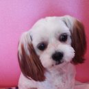 해피 애견 놀이방 이미지