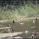 대평오리 이미지