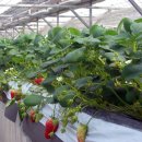 첨단농장 이미지