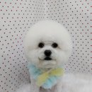 펫피파니 이미지