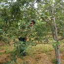 정일농장 이미지