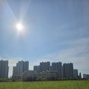 금빛초등학교 앞 네이버블로그