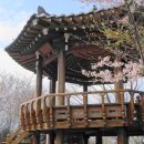 황령산 벚꽃약수터 이미지