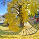 능주향교 은행나무 이미지