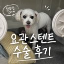 강아지 만성 신부전 결석 요관폐색 스텐트 수술후기, 동물병원 고를 때 중요하게 봐야할 7가지
