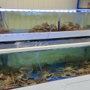 굿크랩(Good crab)