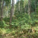 편백세상 이미지