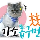 수제간식맛집 이미지