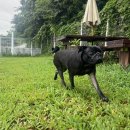 드림애견학교 이미지