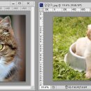 댕댕이뽀샵 이미지