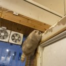 고미발톱 이미지