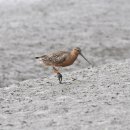 무안공항보다 조류충돌 위험 650배···&#34;새만금 마지막 수라갯벌 신공항 반대&#34; 이미지