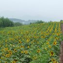 법수 해바라기 축제 이미지