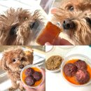 명문애견 | 망원 후룹 애견 화식 리뷰｜강아지가 진짜 좋아한 자연식