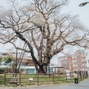 용수사 철조여래좌상 이미지