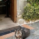 데레사약국 이미지