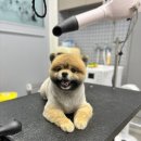 꽃강아지 | 옥정강아지 애견미용 후기｜꽃상 단골 코코의 곰돌이컷, 오늘도 웃고 가요