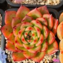 러블리엘 이미지