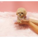 성남애견 이미지