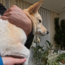 진도애견훈련소 | [아키즈] 민트 터보 그라인더 강아지그라인더 ✨ 예민견 발톱다듬기 성공