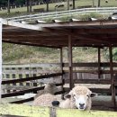 근화목장 이미지