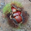 유성농장 5농장 이미지