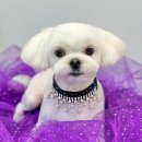 빵독 반려미용실 이미지