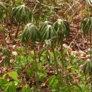 나물숲향기 이미지