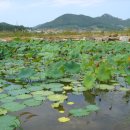 수효사앞 연못의 연꽃밭 이미지