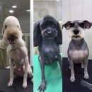 우리똥강아지 이미지