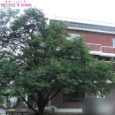 감나무집 민박 이미지