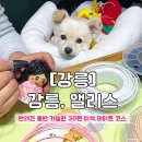 [강릉] 강릉, 앨리스 | 애견동반 가능한 3D펜 체험 테마 카페 (비용, 위치, 주차, 후기)