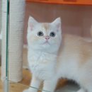 고양이분양은 노블캣 랙돌놀숲분양캐터리 대전점 이미지