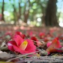 여수풀빌라 더휴 가족펜션 이미지