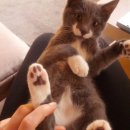 고양이 발바닥 이미지