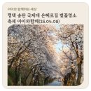 세븐일레븐 평택은혜로점 | 평택 송탄 국제대 은혜로길 벚꽃명소 축제 아이와함께(25.04.08)