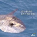 개복치마켓